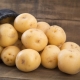  Vega potato: variety description and cultivation