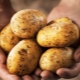  Potato Yanka: description and cultivation