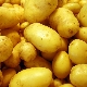  Zekura potato: description of the variety and subtleties of cultivation