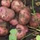  Zhuravinka potatoes: variety description and cultivation features