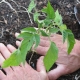  When and how to plant tomatoes in the greenhouse?