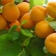  Colonic apricot: features of the type, variety and cultivation rules