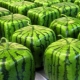  Square watermelon: what is it and how to grow?