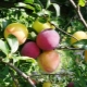  The best varieties of cherry plum: which ones to choose?