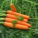  Carrots Canada F1: description and tips for growing