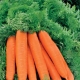  Carrots Losinoostrovskaya 13: description of the variety and subtleties of cultivation