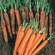  Nantes Carrot: Planting and Care Rules