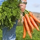  Carrot topper: the benefits and harm, the scope of application of inches