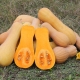  Butternut squash: variety, cultivation and use