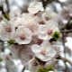  Apricot does not bloom: the reasons for the lack of ovaries and ways to ensure fruiting