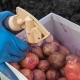  Potatoes before planting