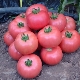  Description and characteristics of the variety of tomatoes Pink miracle