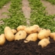  Description and features of cultivation of potato Colette