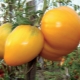  Description and rules of cultivation of tomato Honey Spas