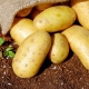  Description and process of growing potatoes Breeze