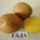  Description and cultivation of a variety of potatoes Gala