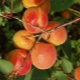  Description of a self-fruited variety of apricots Alesha