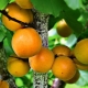  Description varieties of apricots Aquarius