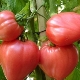  Description of the variety of tomatoes Eagle beak