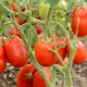  Description of the variety of tomatoes Stolypin