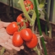  Description of the variety of tomatoes Great F1 F1