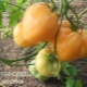  Description of the variety of tomatoes Golden Heart