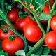  Features hybrid varieties of tomatoes Linda F1