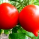  Peculiarities and advantages of tomato Diva F1