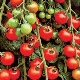 Features and varieties of cherry tomato variety 