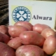  Features and technology of growing varieties of potatoes Alvar