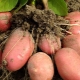  Features and growing varieties of potatoes Red Lady