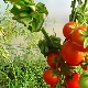  Peculiarities of the American Colonoid Tomato Variety Stick