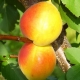  Features varieties of apricots Akademik