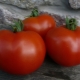  Features varieties of tomatoes Dubok