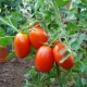  Features varieties of tomatoes Caspar F1