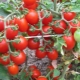  Features tomatoes early varieties Thumbelina