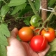  Features tomatoes grade Leopold F1