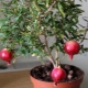  Features of growing pomegranate from the bone at home