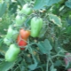  Features of growing tomatoes Gigalo