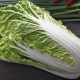  Beijing cabbage: properties and features of use