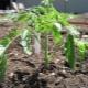  Tomato seedlings do not grow well: we understand the causes and correct the situation