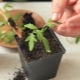  Why do leaves fall on tomato seedlings?