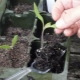  Why does tomato seedlings wither?