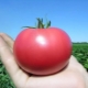  Pink Paradise Tomatoes: Features of the Variety and Cultivation Subtleties