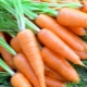  After what crops can you plant carrots?