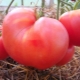  Tomato growing rules