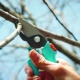  Correct pruning plum