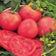  The advantages and disadvantages of tomato varieties Raspberry Giant