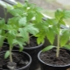  Tomato seedling: instructions for growing and peculiarities of care