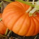  Secrets of growing pumpkin Smile